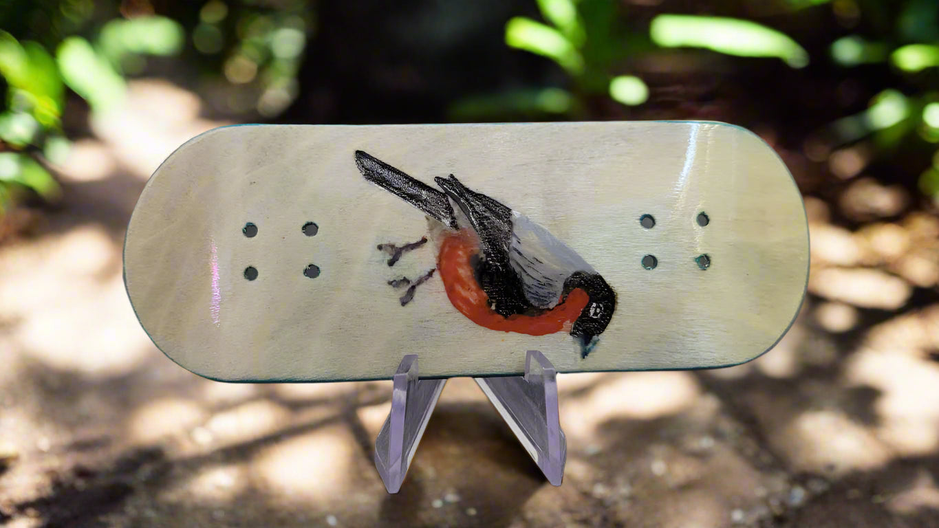 Little Red Breast Robin