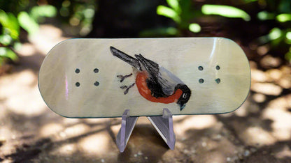 Little Red Breast Robin